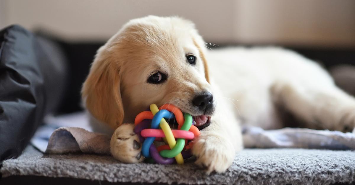 Seguridad de juguetes para mascotas en 2026: Lo que el mercado ahora espera de marcas y fabricantes