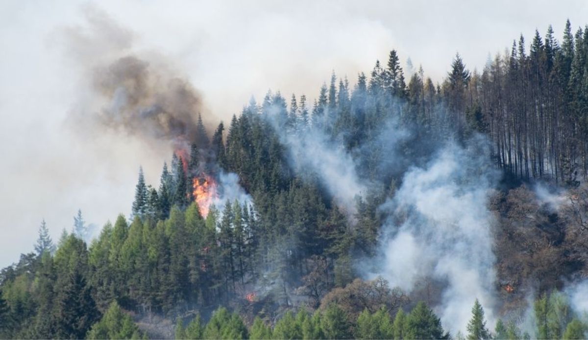 Nuevas Clasificaciones de Riesgo por País del EUDR: Lo que las Empresas Deben Saber Ante la Pérdida de Bosques sin Precedentes