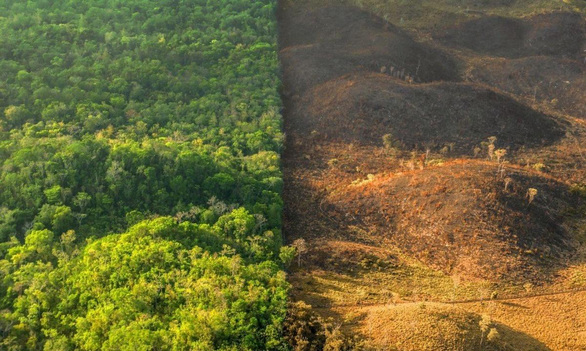 EU Deforestation Regulation (EUDR): Key Updates from the Simplification Review 