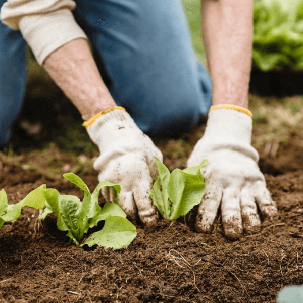 Mudanças no orgânico NOP-USDA: Saiba como se adequar as novas regras!